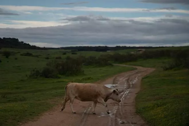 Los festejos taurinos corneados por la pandemia