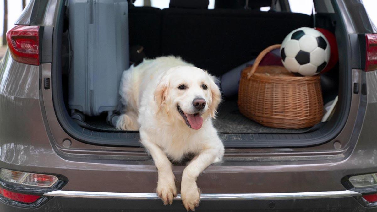 Un perro en el maletero de un coche