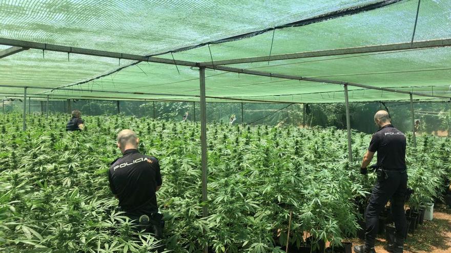 Policías nacionales pelan plantas de marihuana en un criadero localizado en Alzira.