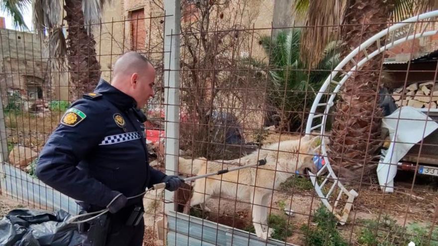 La Policía captura a un perro-lobo que atacó a su dueño y le provocó heridas graves en ambas piernas