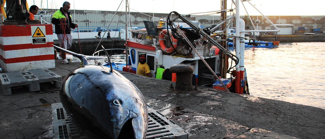 Un túnido capturado en un muelle del Archipiélago.