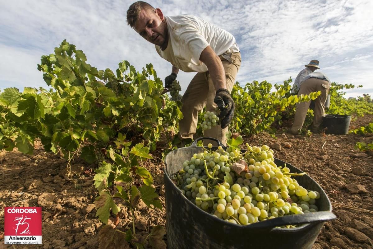 Vendimia en Montilla Moriles.