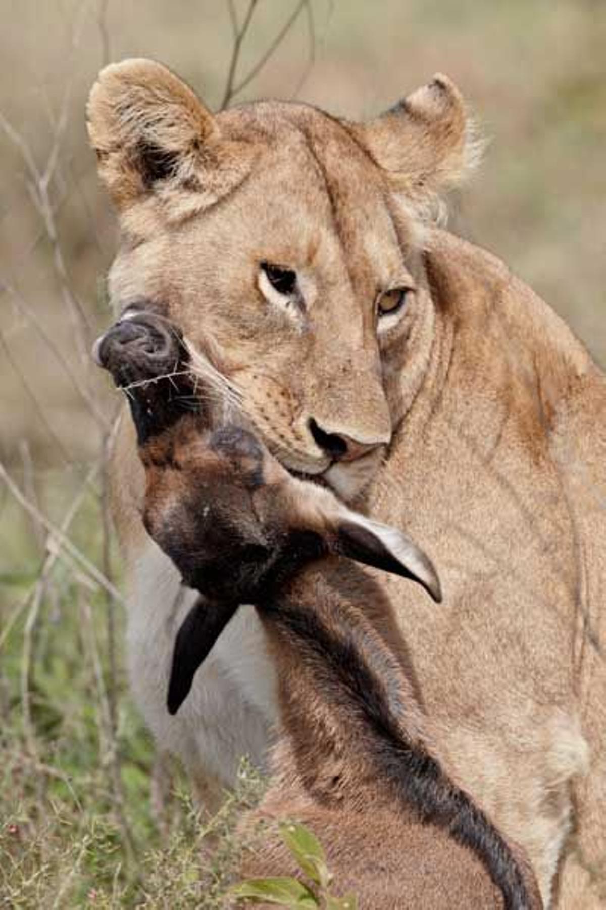 Leona con su presa, una cría de ñu, en el Parque Nacional del Serengeti en Tanzania.