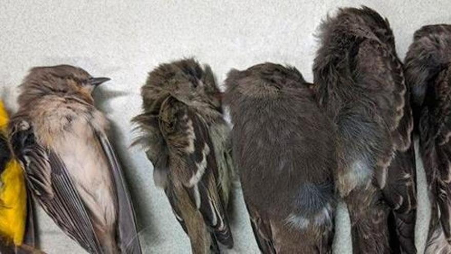 Misterio: cientos de miles de pájaros &#039;caen muertos&#039; en el suroeste de EEUU