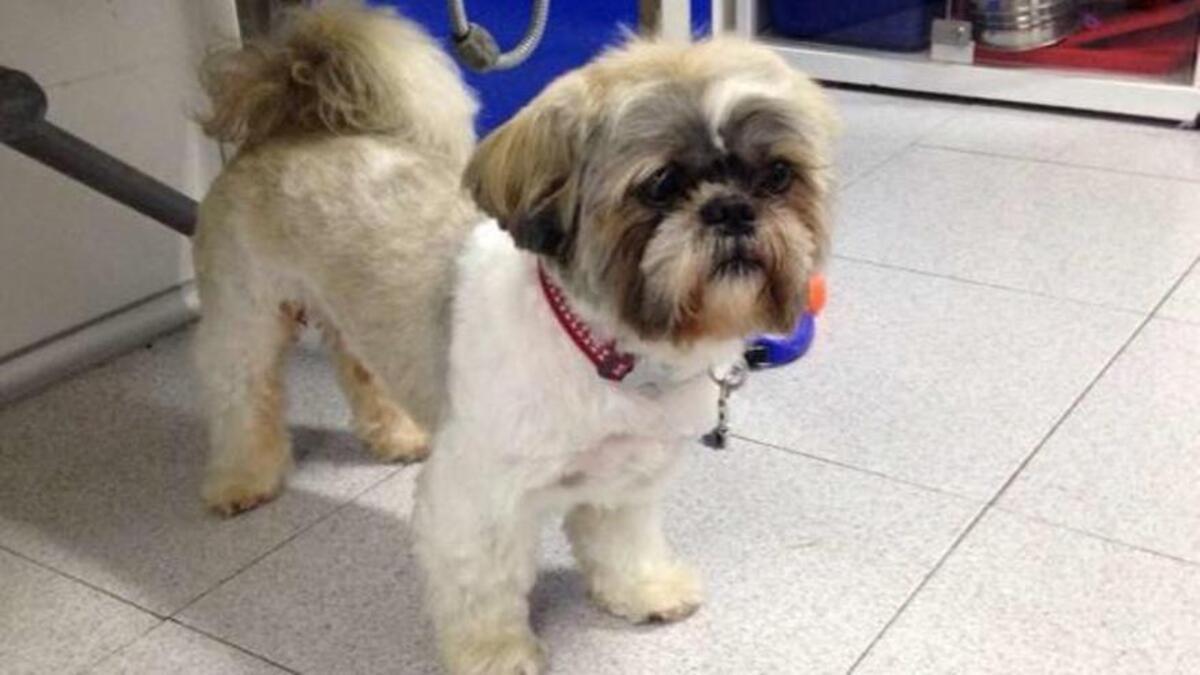 Shih Tzu