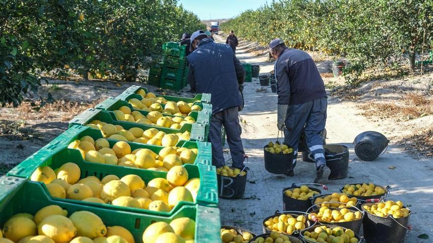 Los precios de los productos agrícolas se multiplican hasta por diez del campo a la tienda