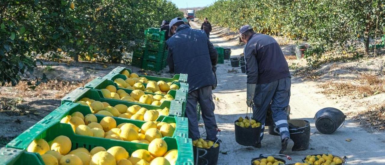 Recolección de limones, el producto agrícola que peor se paga, en una explotación de la Vega Baja.