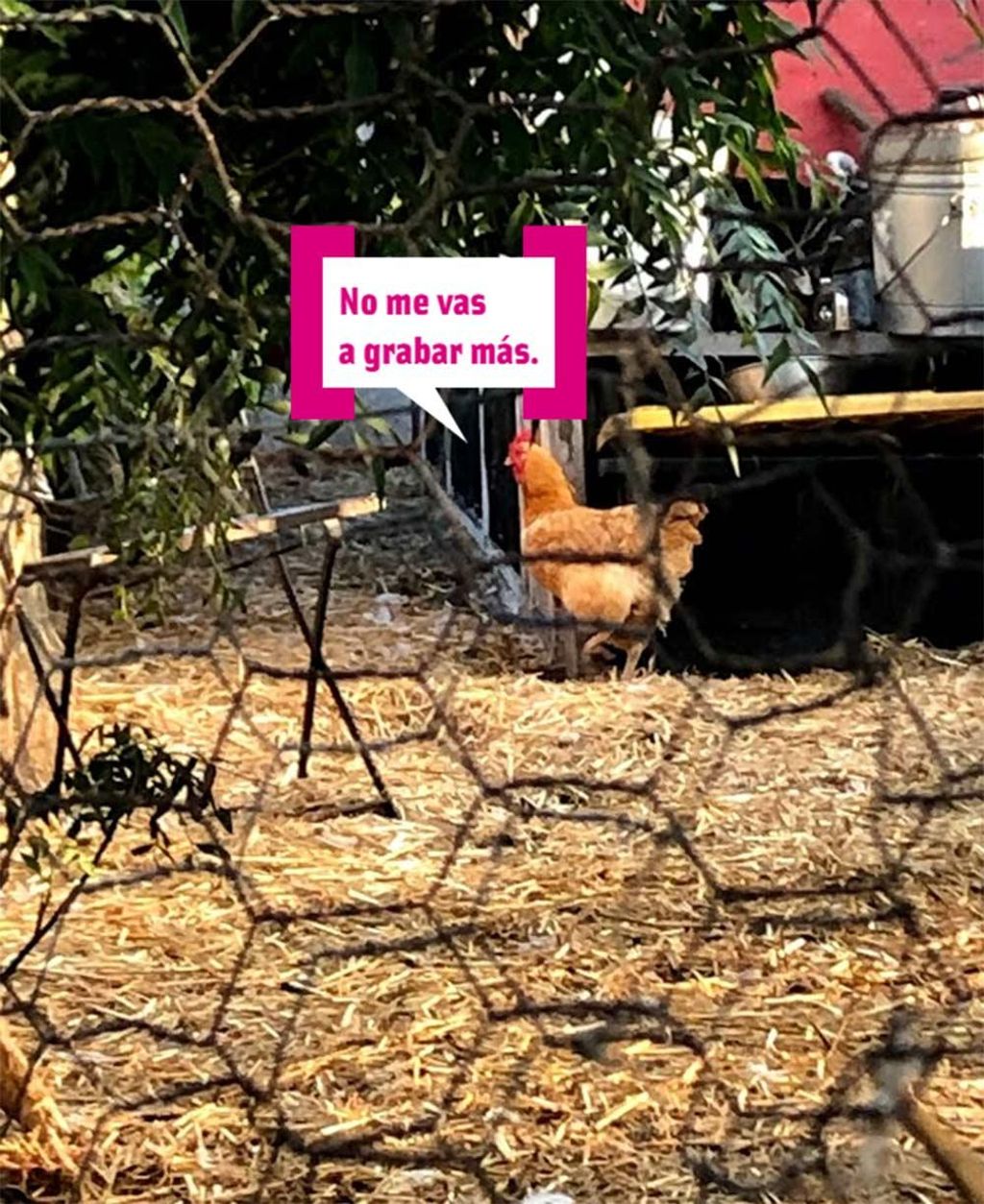 Ya sabéis que yo nunca miento. He aquí la fauna de la granja.
