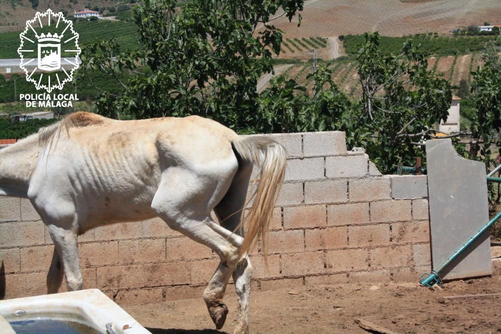 El caballo tenía el costillar marcado por la desnutrición.