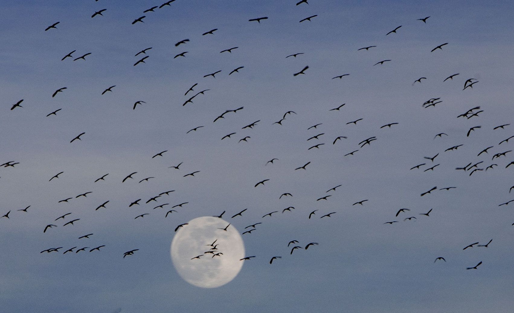 A la luna de la marjal