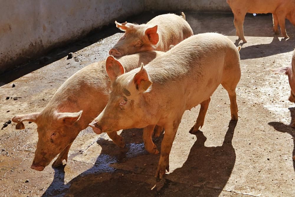 Auf Can Frau in Son Espanyol lässt Xisco Menguiano die Jungschweine unter Bäumen weiden und füttert gesunde Kost.