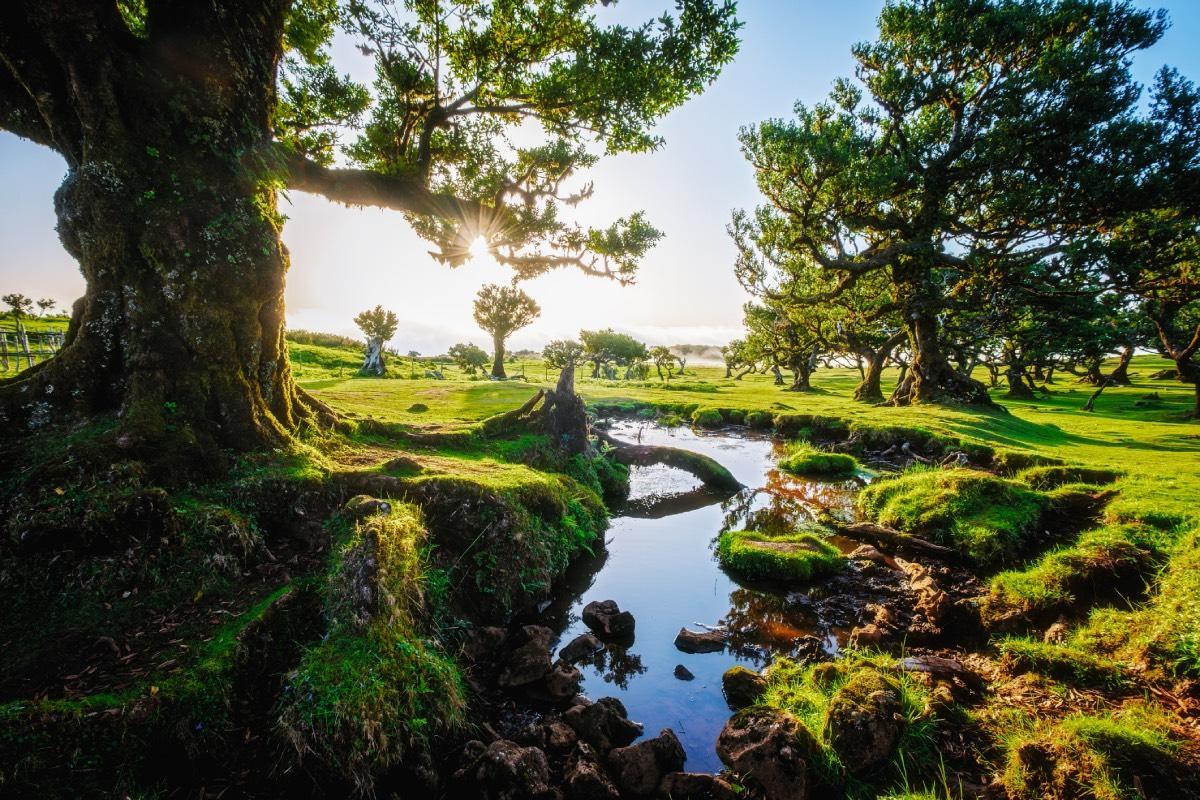 El bosque de Fanal Laurisilva en Madeira