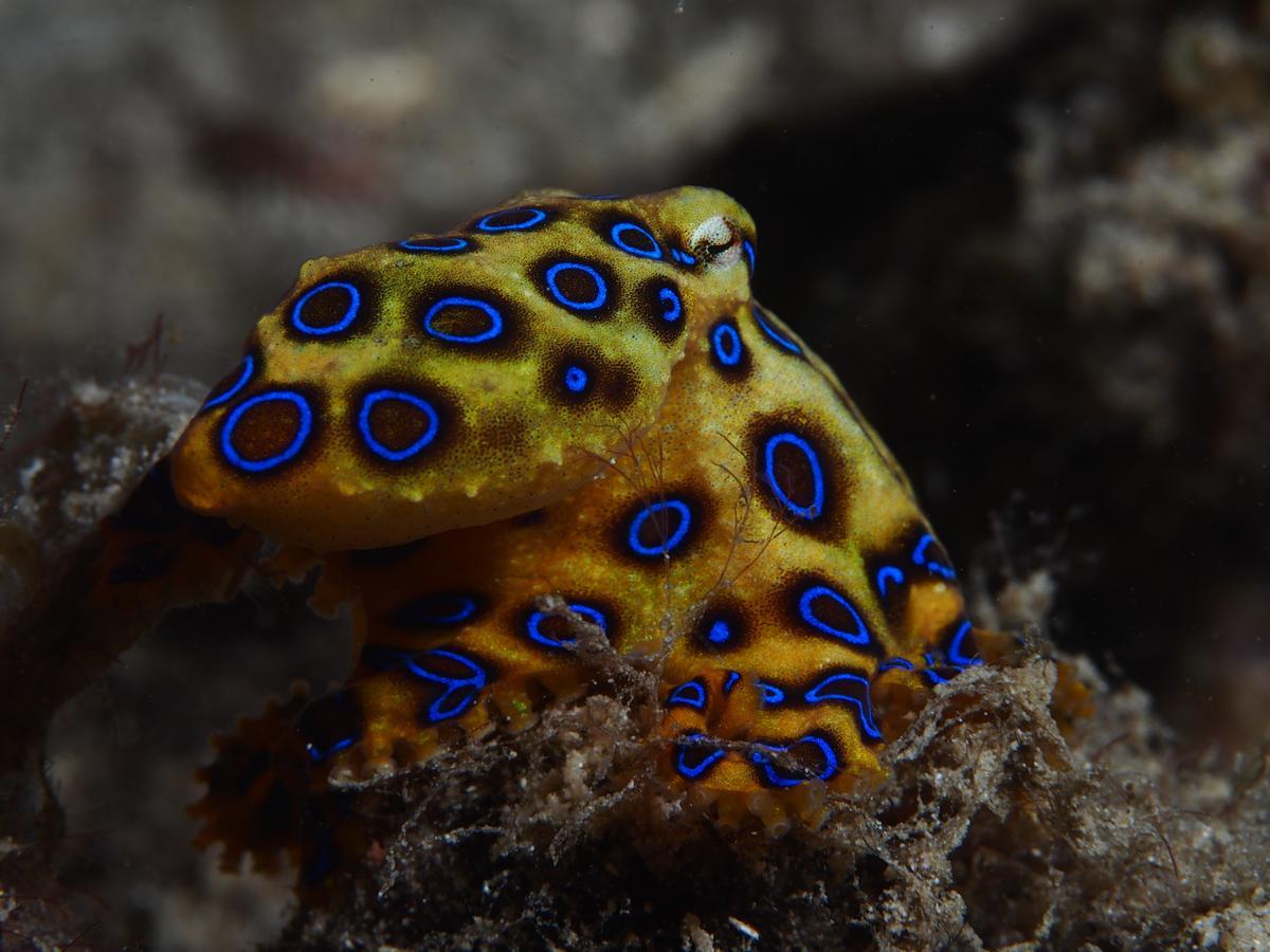 Pulpo de anillos azules.