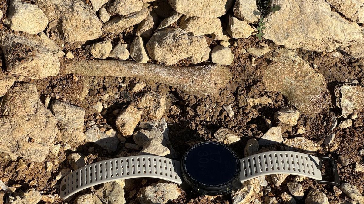 Restos de un fémur y una cadera de un niño enterrado en Almallutx en época islámica.