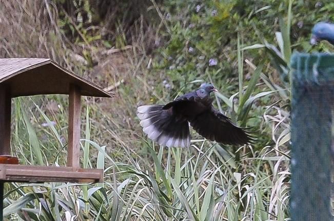 SUELTA DE PALOMAS RABICHE