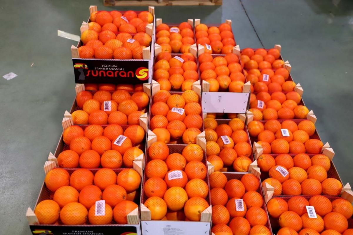 Palma del Río, en plena campaña de la naranja