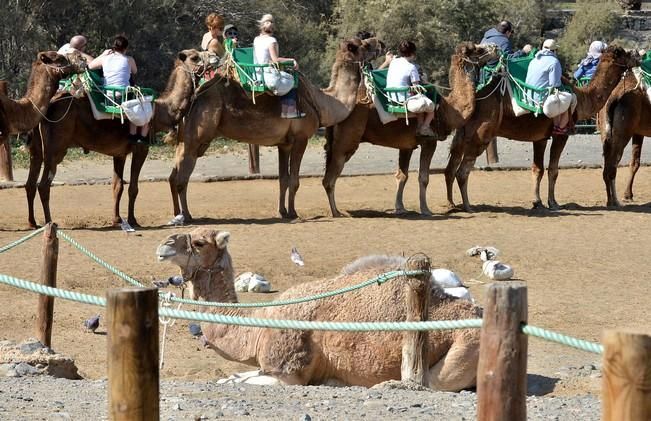 CAMELLOS DUNAS MASPALOMAS