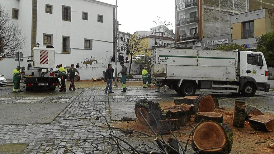 Parques prevé recuperar todos los árboles talados en el casco urbano de Mérida