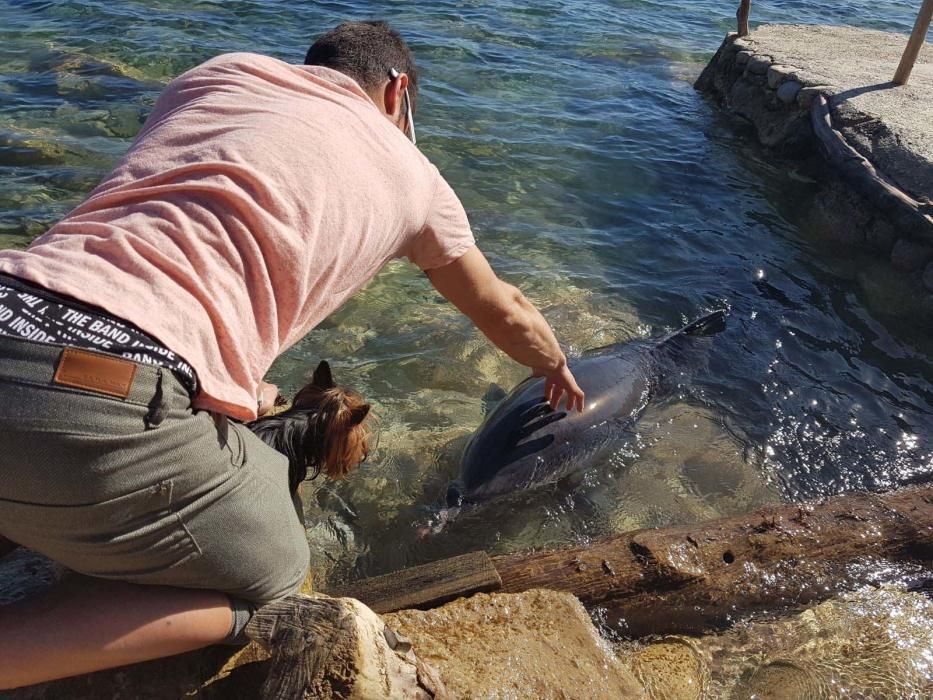 El cetáceo estaba en la costa de es Cubells