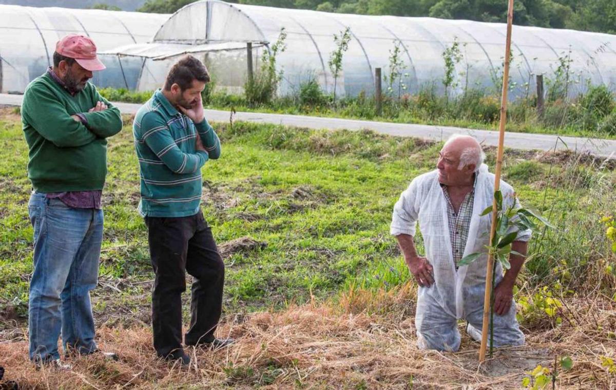 La plantación de aguacate de Vilagarcía, situada entre Trabanca Badiña y Castroagudín. En el recuadro, un fruto de la variedad “Hass”. | // FDV