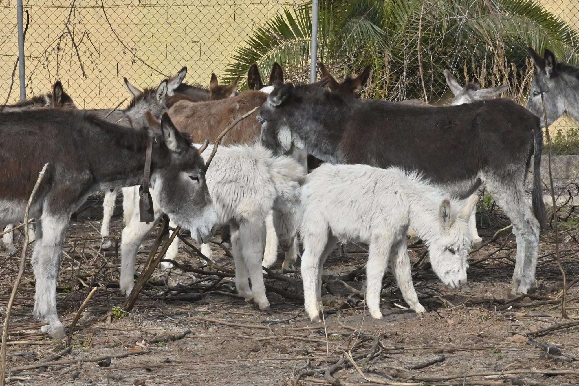 La nueva vida de los burros del Desert de les Palmes, en imágenes