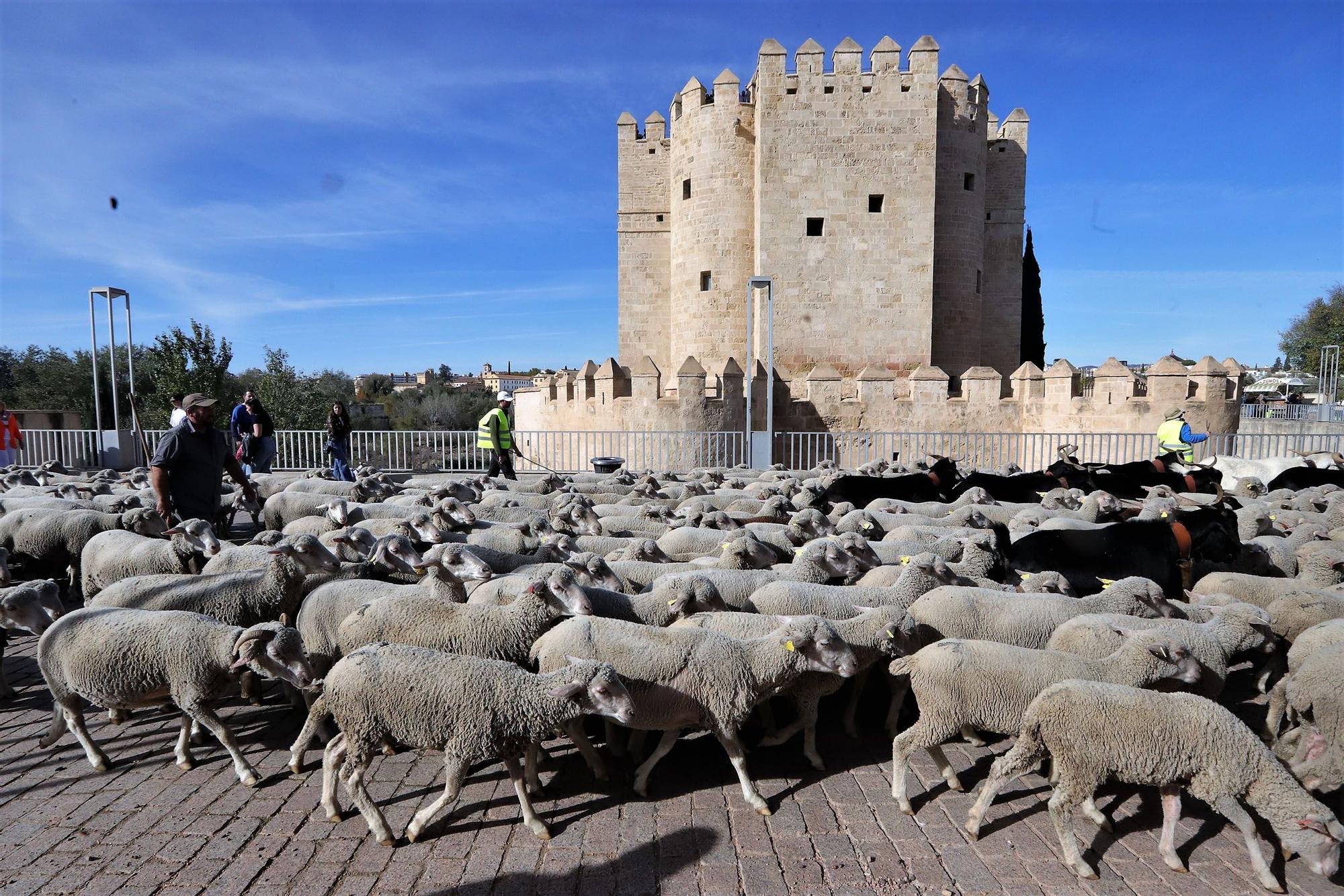 Trashumancia: Un rebaño de ovejas por la Calahorra