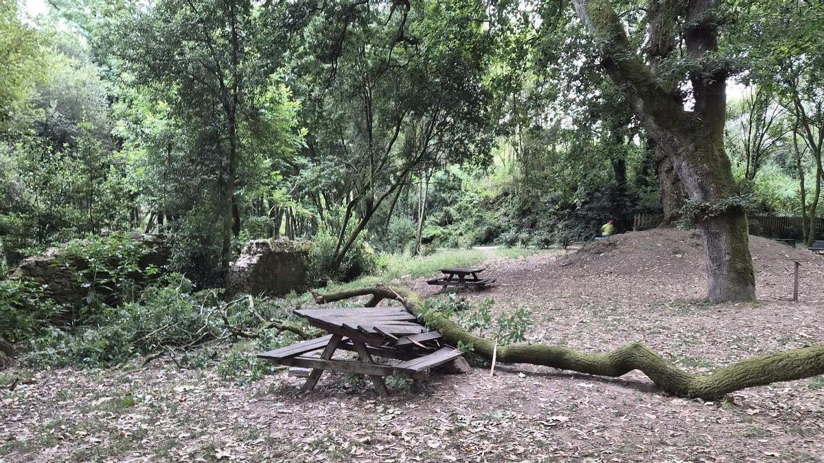 Unha póla de grandes dimensións desprendeuse dunha das árbores do bosque do Banquete de Conxo