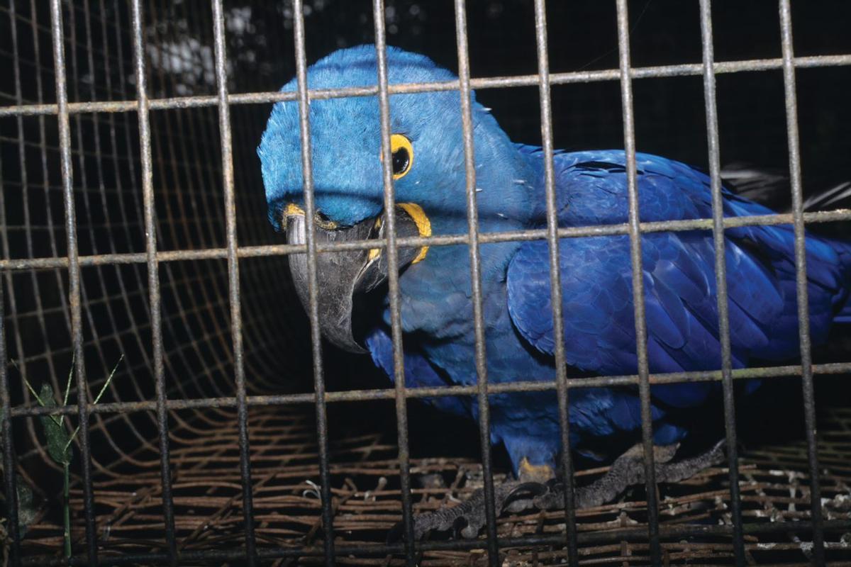 Muchos animales exóticos del hogar acaban convirtiéndose en especies invasoras