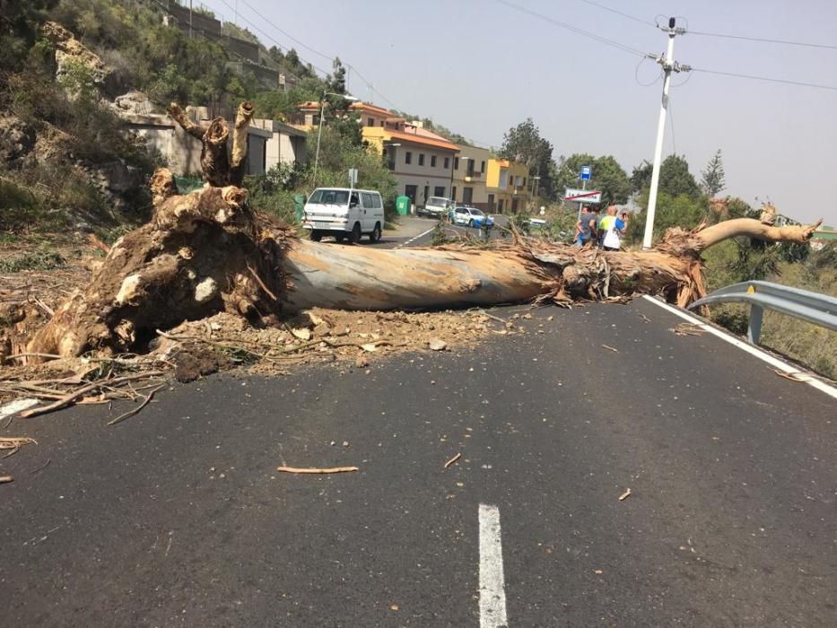 Daños por el viento en Canarias