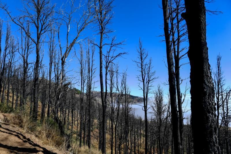 15-10-19 SUPLEMENTOS. ZONA CUMBRERA. ZONA CUMBRERA. Reportaje zonas quemadas tras dos meses. Reportaje triple entrega sobre el paisaje quemado, al cumplirse dos meses. La primera parte será Los tesosos de la Cumbre, en plan más positivo, con los brotes verdes, lugares que visitar. Un segundo con los héroes sin capa, sus protagonistas y una tercera con Lo que el fuego se llevó o Lo perdido, la parte más triste.  Fotos: Juan Castro.  | 15/10/2019 | Fotógrafo: Juan Carlos Castro