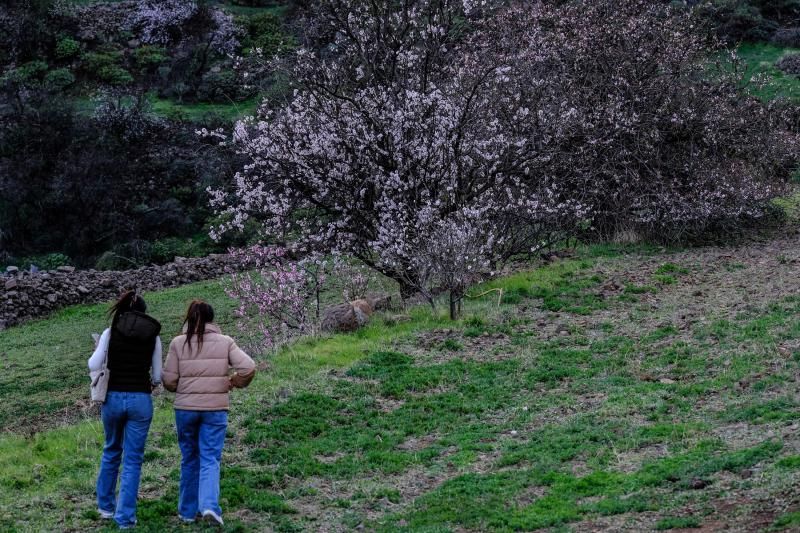 Almendros en flor en Guayadeque