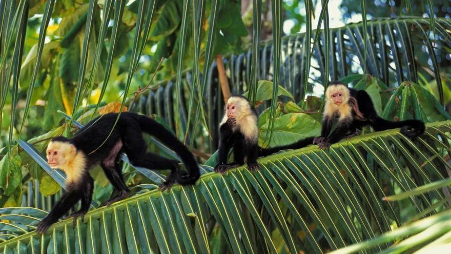 Así cambian su comportamiento los monos para sobrevivir a la deforestación