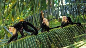 Monos capuchinos de cara blanca.