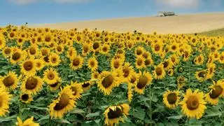 Finaliza la campaña del girasol en Córdoba con una reducción continuada de superficie