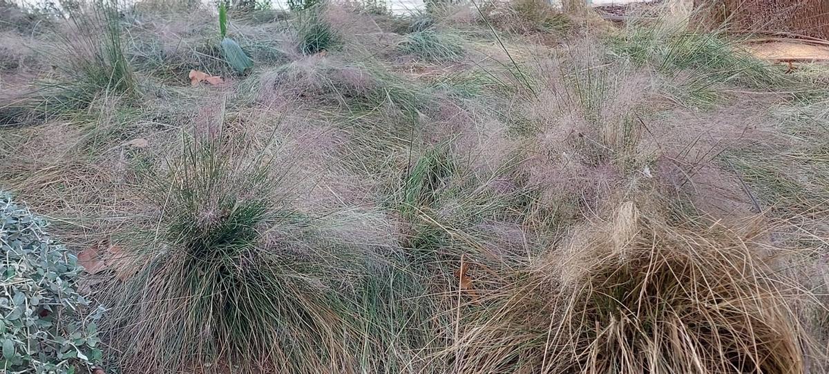 Algunos de los asistentes al encendido de luces causaron estragos en la flora de la plaza.