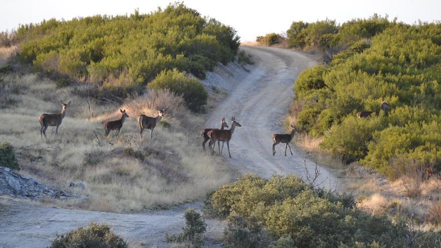 El ciervo se hace fuerte en la Reserva de la Sierra de la Culebra