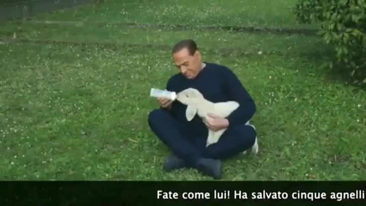 Silvio Berlusconi apareix en un vídeo cuidant i alletant cinc bens que ha adoptat.