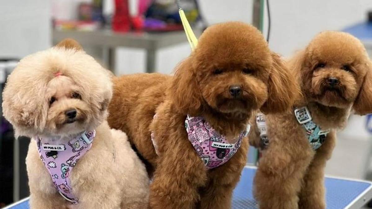 Tres ejemplares de caniche toy.