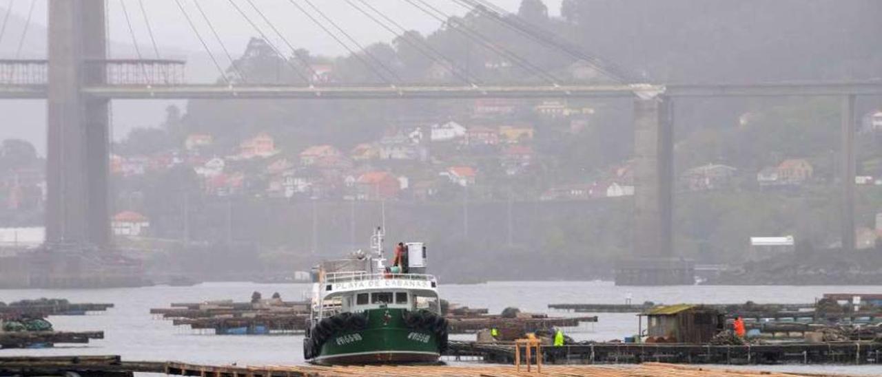 Un bateeiro ayer en la ría de Vigo, en las bateas situadas frente a Domaio. // Gonzalo Núñez