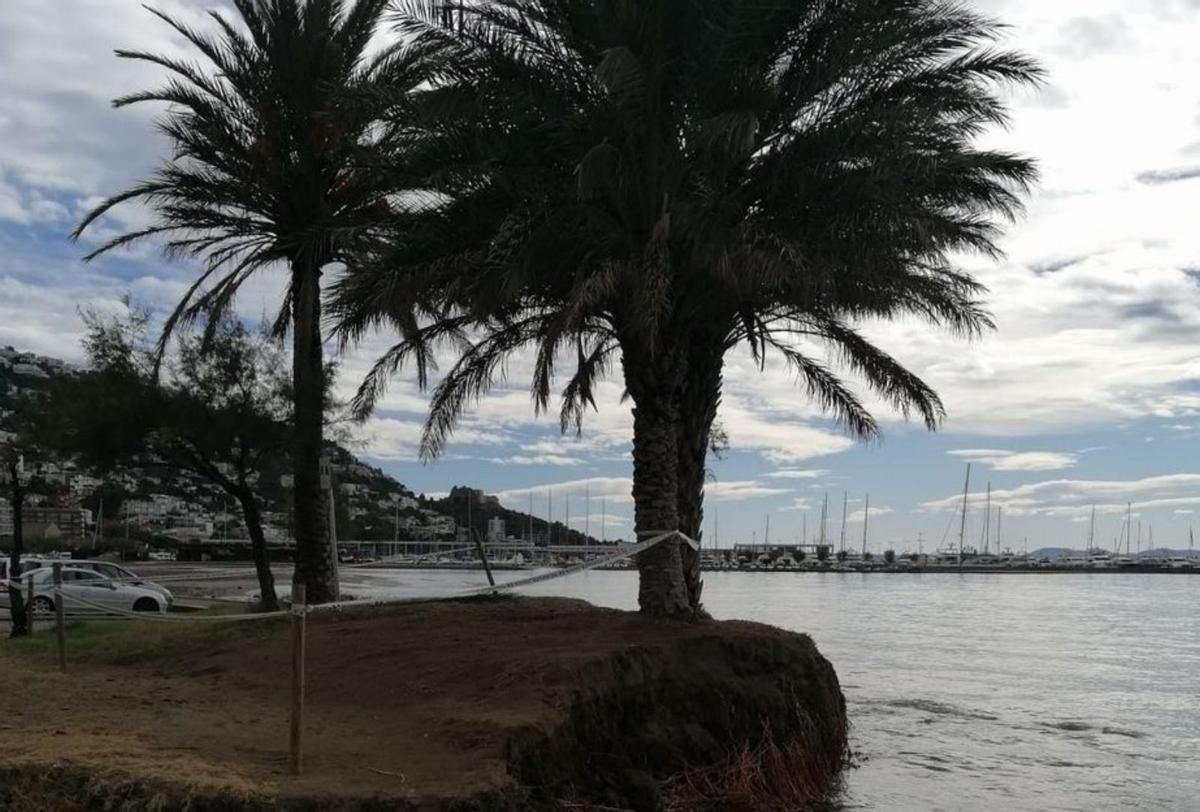 En una illa de la platja,  dues palmeres a punt de caure al mar. | EMPORDÀ