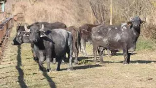 Sis búfals d'aigua pasturen a l'Estany de Banyoles