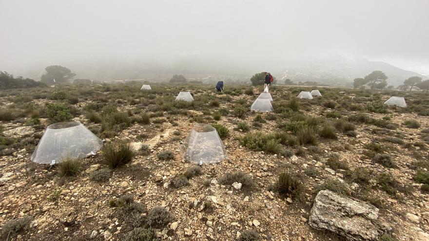 Un experimento de la UA busca adelantarse a los efectos del cambio climático en la provincia de Alicante