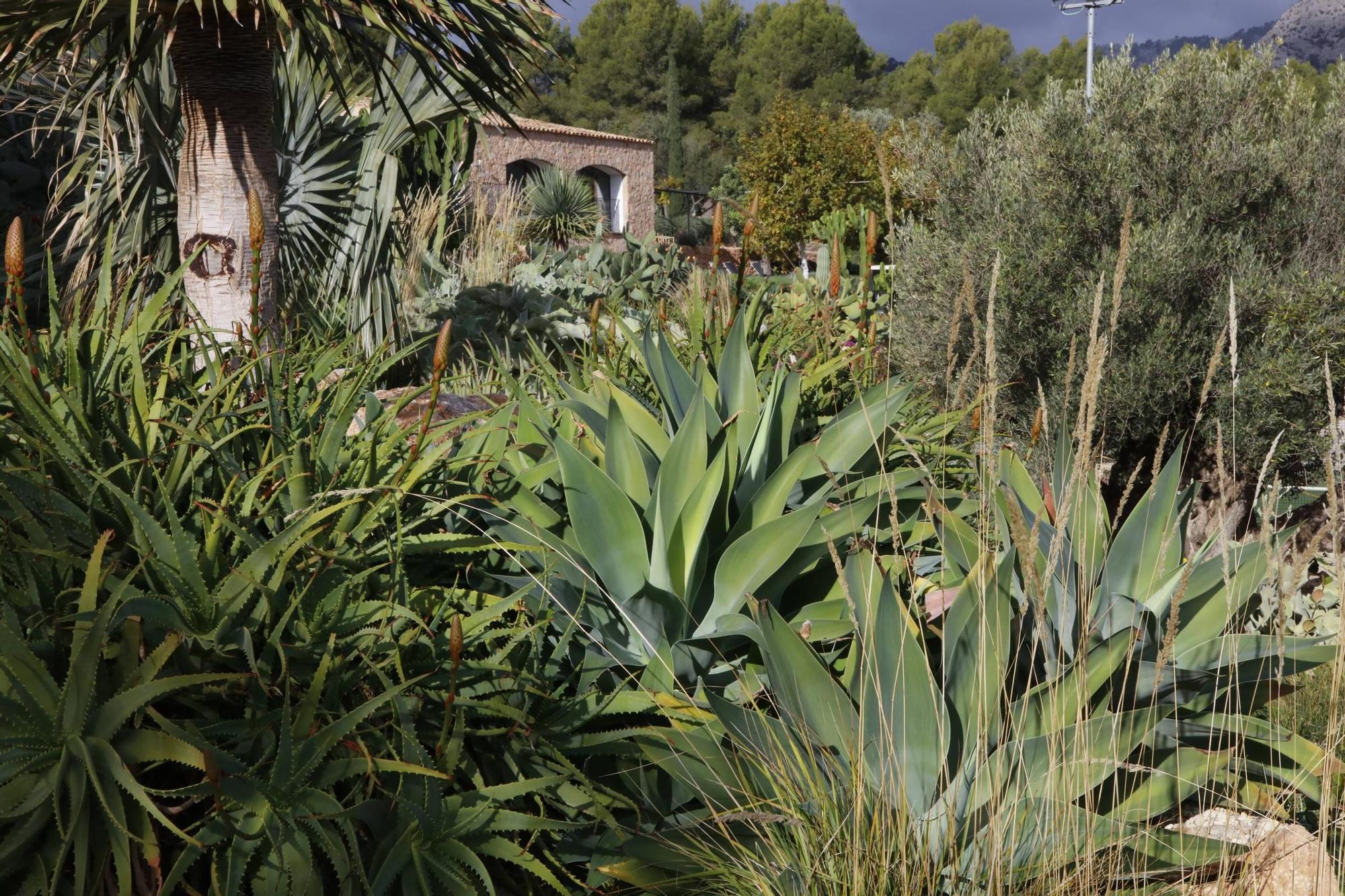 Ein Garten auf Mallorca ganz in Öko