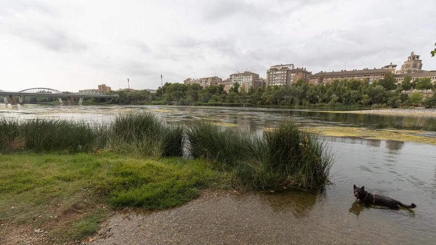 Así baja el río Ebro por Zaragoza este mes de agosto