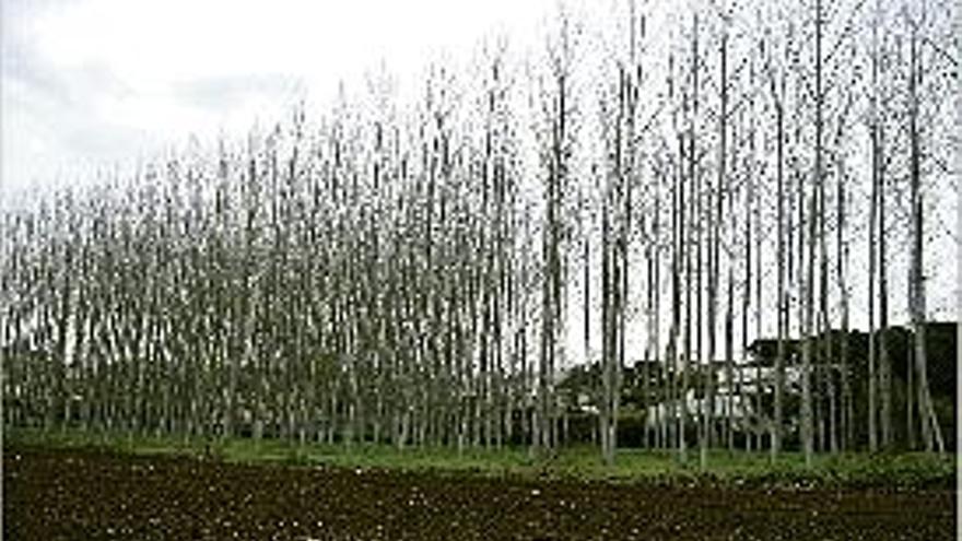 Una imatge que reflecteix el cultiu intensiu de pollancres a l'estany.