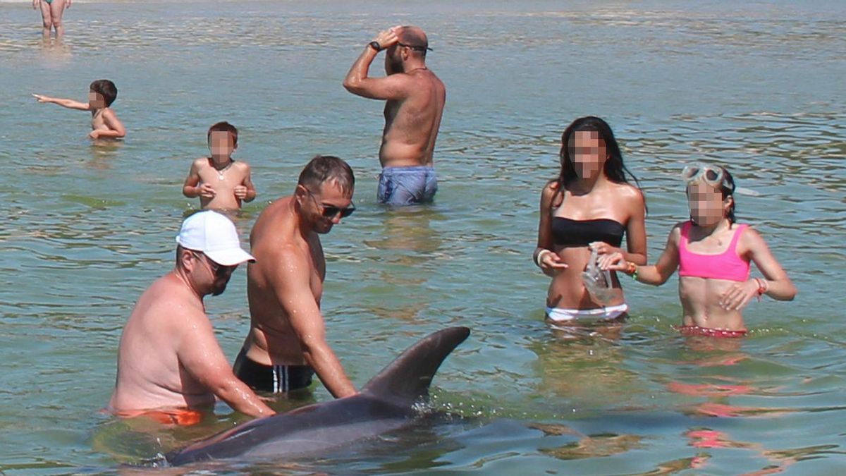 El delfín Manoliño o Confi, el pasado verano en la playa de Langosteira.