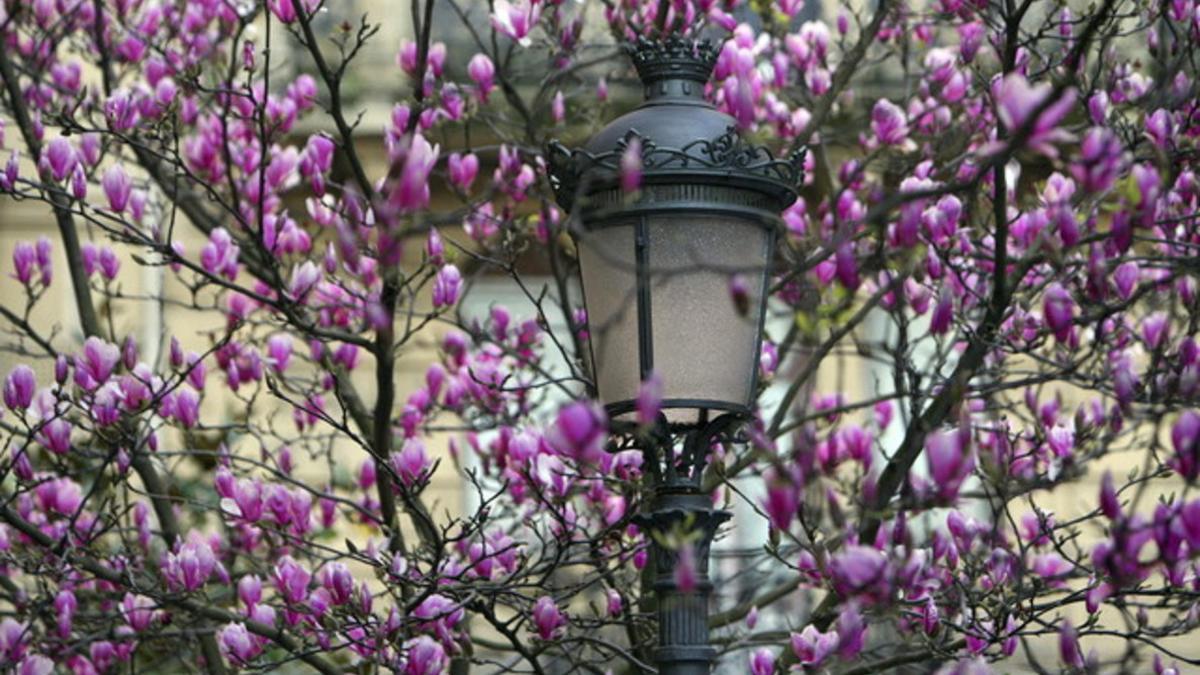 LA LLEGADA DE LA PRIMAVERA A SAN SEBASTIÁN SE PUEDE VER EN LOS MAGNOLIOS