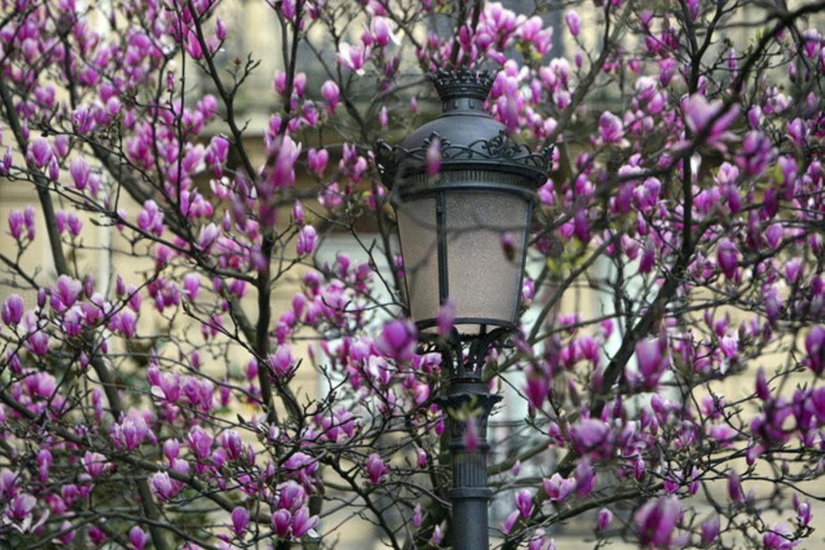 Comença la primavera