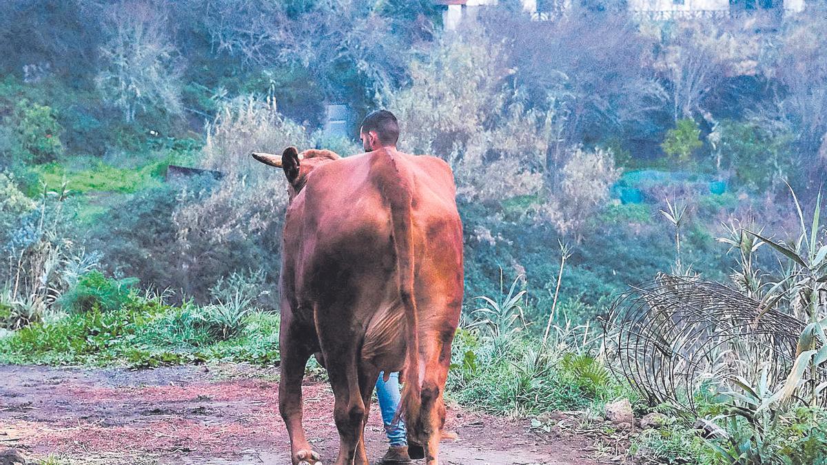 Un animal en una finca en Valleseco, Gran Canaria.