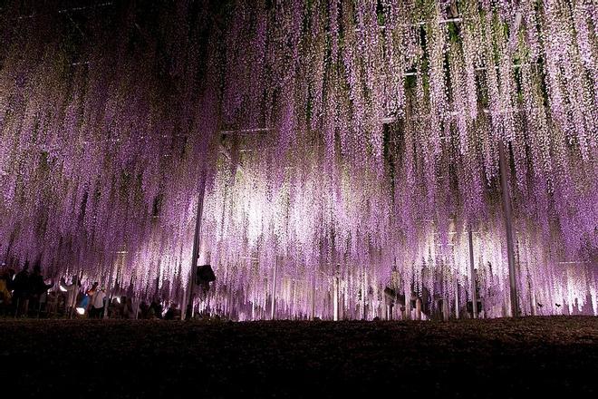 Japón, año nuevo, navidad